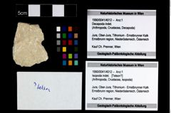 Foto (Objekt + Etikett) von Isopoda indet.  (NHMW-GEO-1990-0041-4012)